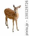 Graceful Spotted Deer standing alert with elegant white spots on its brown coat. 130129726