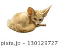 Fennec Fox curled on the ground with its large ears upright and alert. 130129727