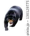 Malayan Sun Bear walking forward with sharp claws and intense expression. 130129775