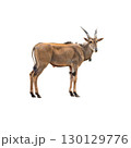 Graceful Common Eland Antelope standing alert with curved horns in natural daylight 130129776