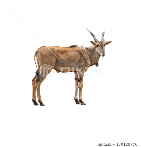 Graceful Common Eland Antelope standing alert with curved horns in natural daylight 130129776