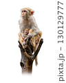 Mother Rhesus Macaque sitting on a tree branch, protectively holding her baby close in a natural and tender moment of wildlife care. 130129777