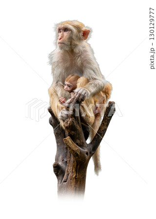 Mother Rhesus Macaque sitting on a tree branch, protectively holding her baby close in a natural and tender moment of wildlife care. Mother Rhesus Macaque sitting on a tree branch, protectively holding her baby close in a natural and tender moment of wildlife care. 130129777
