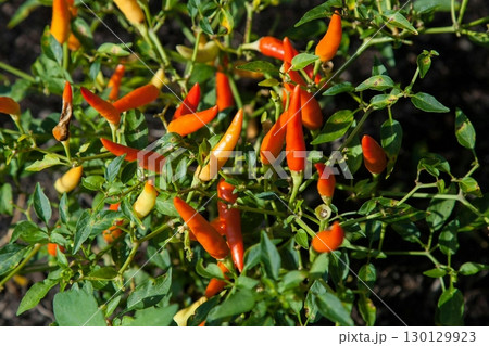Fresh and vibrant red chili peppers still on the plant, showcasing their bold color and spicy flavor. Perfect for adding heat and depth to various dishes and culinary creations. Fresh and vibrant red chili peppers still on the plant, showcasing their bold color and spicy flavor. Perfect for adding heat and depth to various dishes and culinary creations. 130129923