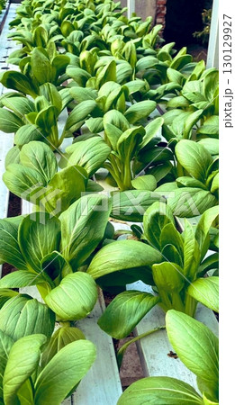 Fresh and crisp bok choy with vibrant green leaves and juicy white stems. A nutritious and versatile vegetable perfect for stir-fries, soups, and healthy dishes. 130129927