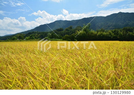 実り～早場米（香川県仲多度郡まんのう町） 130129980