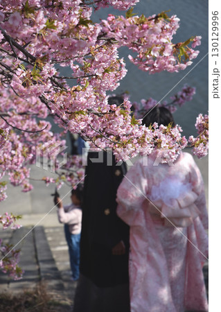 Full blooming "Kazawa-zakura" / 満開の見頃を迎えた堤防沿いの河津桜 130129996