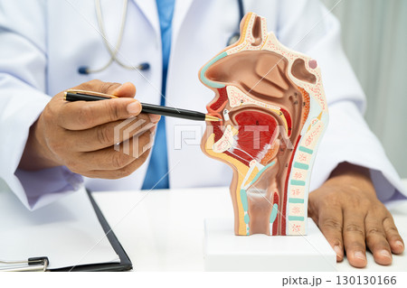 Asian doctor with nasal oral throat cavity neck human anatomy model for study diagnosis and treatment in hospital. 130130166