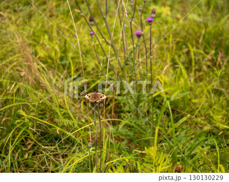 ジャノメチョウ ジャノメチョウ 130130229