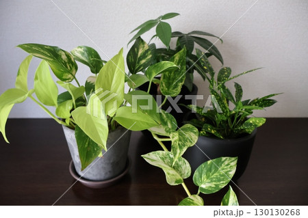 下駄箱の上の3種類の観葉植物 下駄箱の上の3種類の観葉植物 130130268