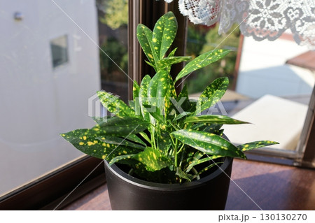 出窓に置かれた観葉植物のクロトン 130130270