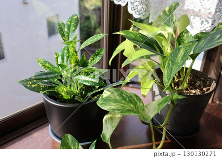 出窓に置かれた観葉植物のクロトンとポトス 出窓に置かれた観葉植物のクロトンとポトス 130130271