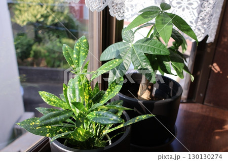 出窓に置かれた観葉植物のクロトンとパキラ 130130274