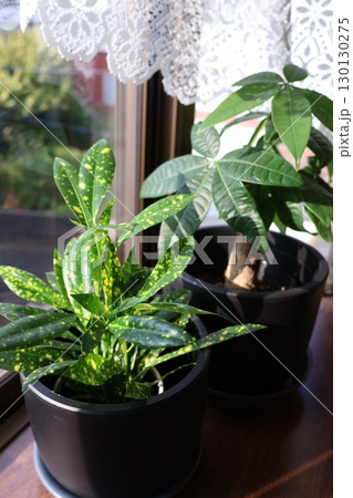 窓辺に観葉植物のクロトンとパキラ 130130275