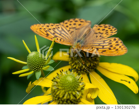 ミドリヒョウモン 130130276