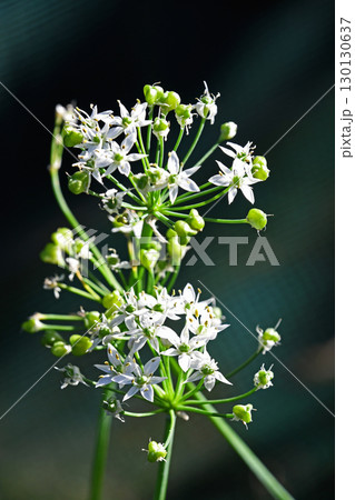 ニラの花 ニラの花 130130637