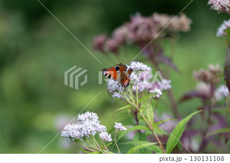 花にとまるクジャクチョウ 130131108