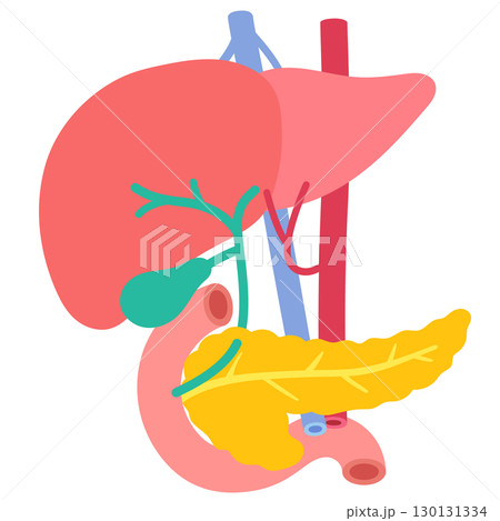 肝臓　胆嚢　膵臓　十二指腸　臓器の構造 130131334