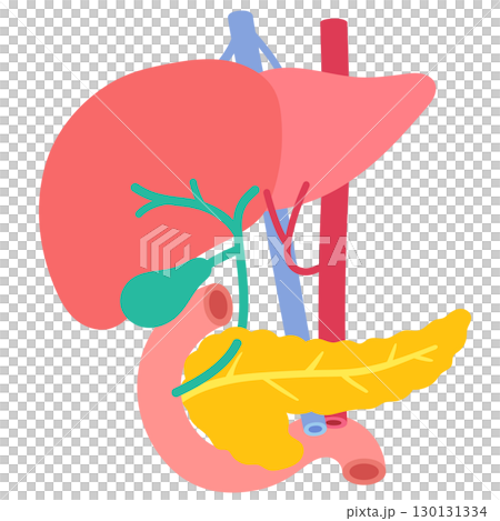 肝臓　胆嚢　膵臓　十二指腸　臓器の構造 130131334