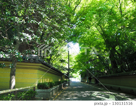 新緑に包まれる杉並区観泉寺の道 130131516