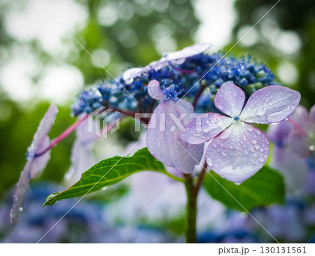 雨に濡れる紫陽花 雨に濡れる紫陽花 130131561