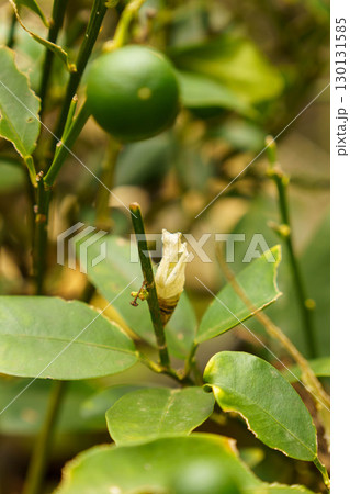 羽化したばかりのアゲハの抜け殻蛹 130131585