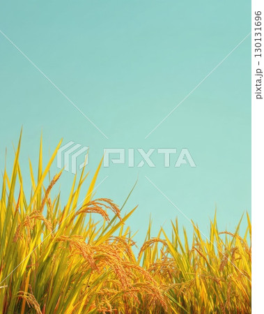 青空と稲 青空と稲 130131696