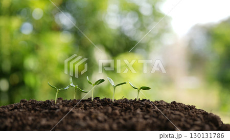 small sunflowers sprout line up 130131786