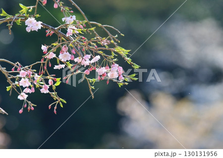 咲き始めた桜　日本の春のイメージ 130131956