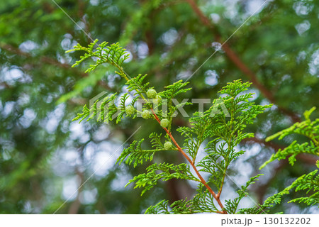 ヒノキ 球果 実 ヒノキ 球果 実 130132202