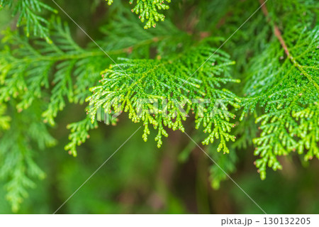 ヒノキの葉 ヒノキの葉 130132205