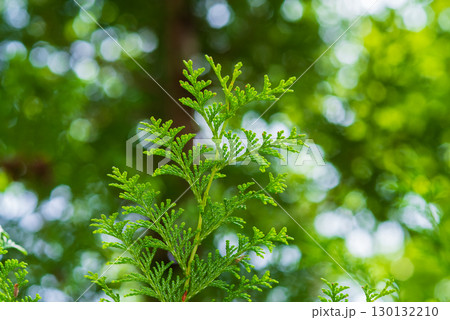 ヒノキの葉 ヒノキの葉 130132210