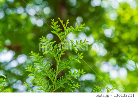 ヒノキの葉 ヒノキの葉 130132211