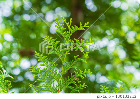 ヒノキの葉 ヒノキの葉 130132212