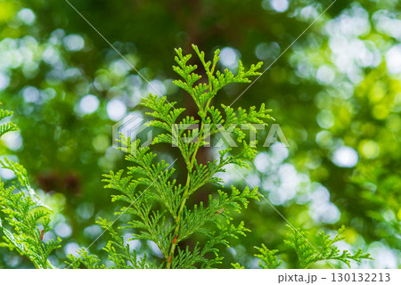ヒノキの葉 ヒノキの葉 130132213