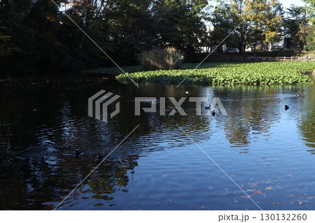 菊名池公園 菊名池公園 130132260