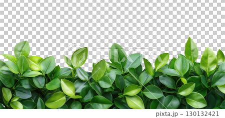 Green Leaves 130132421