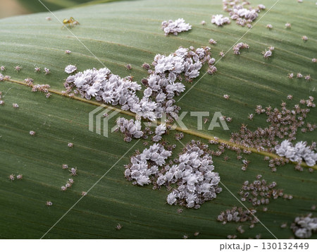 ササコナフキツノアブラムシ 130132449