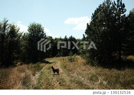 Brown aussie dog standing on grassy forest path in Stara Planina in Serbia, surrounded by trees and summer light. Red tricolor Australian shepherd 130132516
