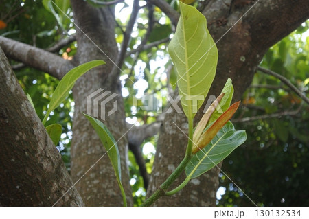 view of green trees view of green trees 130132534