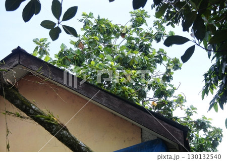 view of green trees and house 130132540