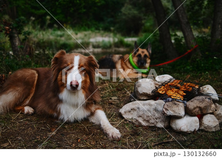 Two dogs German and Australian shepherds resting near a stone campfire with grilled chicken, camping in the forest. Relaxing outdoor adventure with pets 130132660