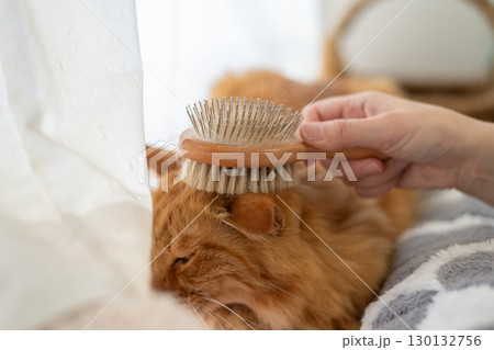 ネコにブラシをかける　茶トラ猫 130132756