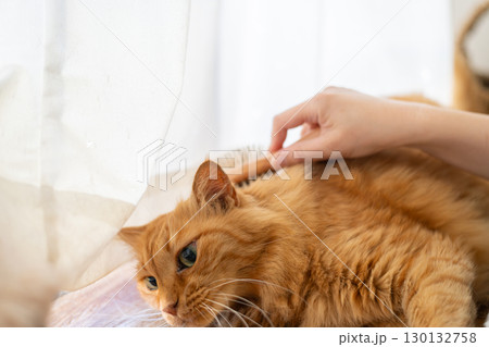 ネコにブラシをかける 茶トラ猫 ネコにブラシをかける 茶トラ猫 130132758