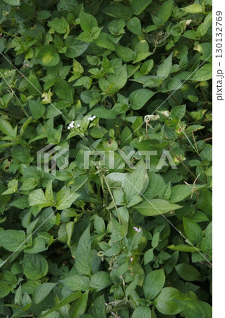 views of wildflowers and greenery views of wildflowers and greenery 130132769