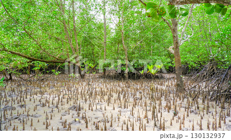 Lush Mangrove Forest with Tidal Mudflat Lush Mangrove Forest with Tidal Mudflat 130132937