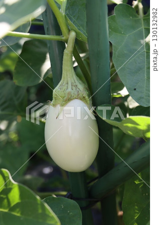 白ナス 130132982