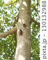 （縦位置）木につかまって鳴くセミ 130132988
