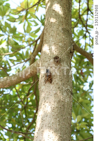 （縦位置）木につかまって鳴くセミ 130132988
