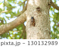 （横位置）木につかまって鳴くセミ 130132989